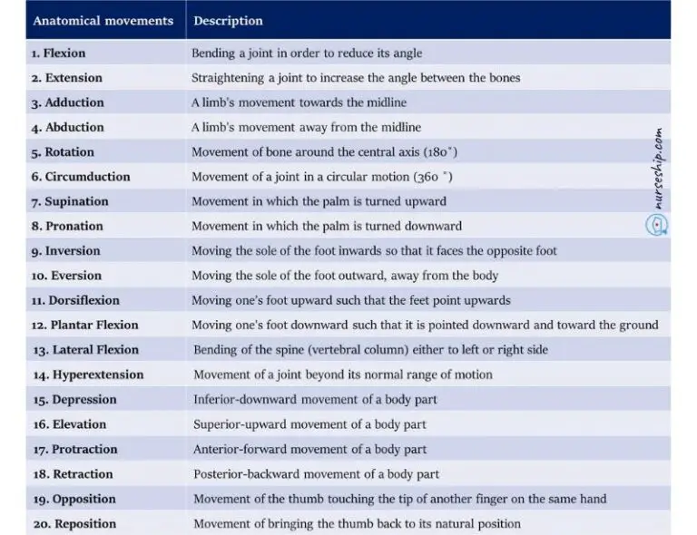 20 Different Types Of Anatomical Body Movements Examples