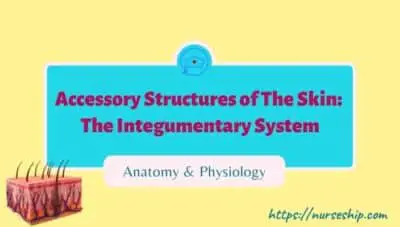accessory-structures-of-the-skin-integumentary-system-labeled-skin-layers-mnemonic-integumentary-system-quizlet-integumentary-system-definition-integumentary-system-function-and-organs-human-integumentary-system-integumentary-system-parts-main-organs-in-the-integumentary-system-integumentary-system-definition-anatomy