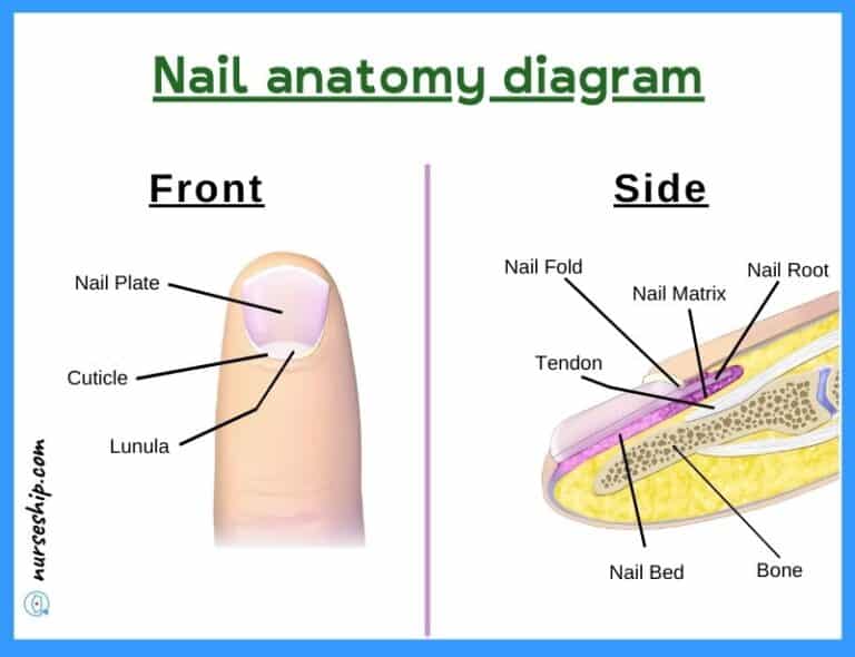 Accessory Structures Of The Skin Anatomy And Physiology Of The Integumentary System 3473