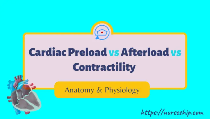 Cardiac Preload vs Afterload vs Contractility |With an example ...