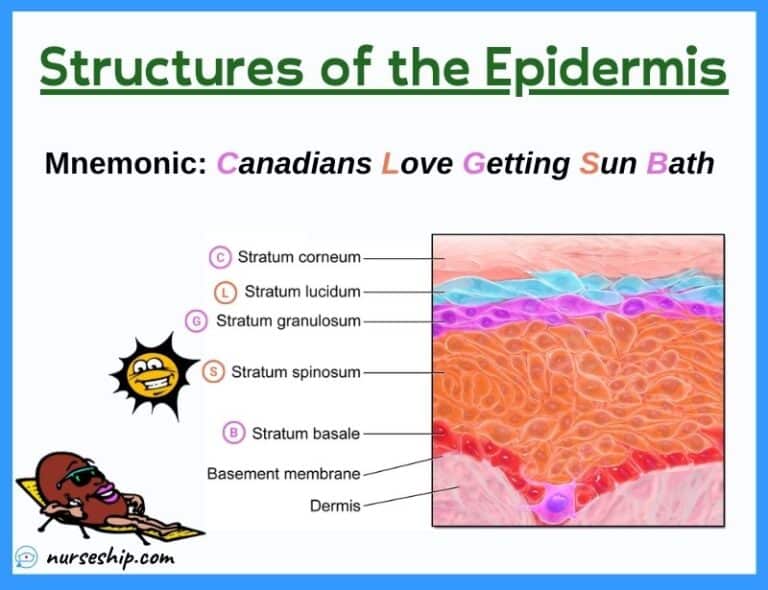 Accessory Structures of The Skin Anatomy & Physiology of The