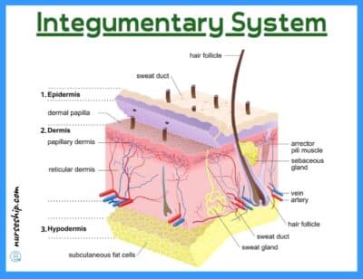 Accessory Structures of The Skin: Anatomy & Physiology of The ...