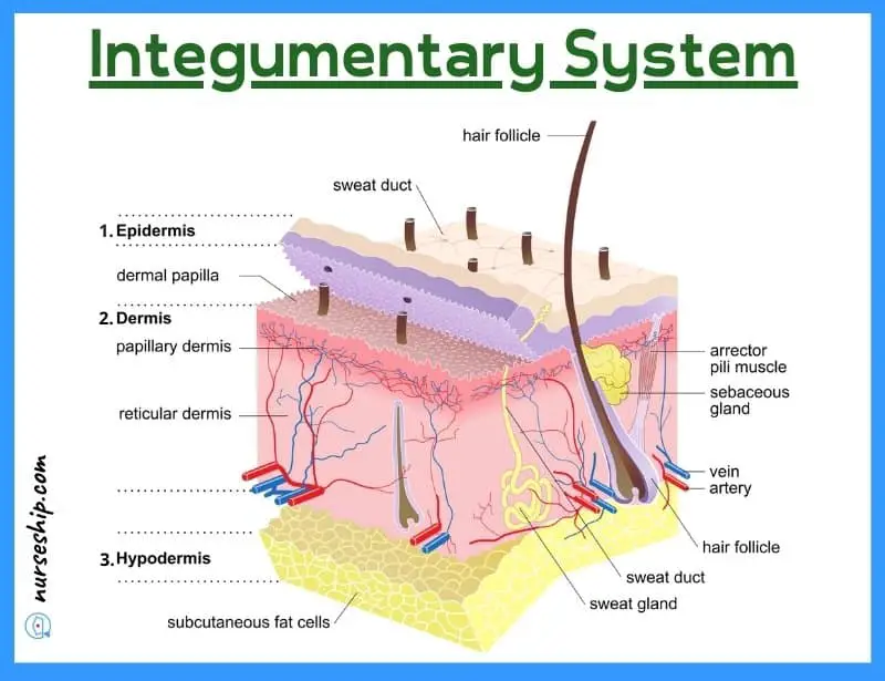 integumentary-system-labeled-integumentary-system-quizlet-accessory-structures-of-the-skin-integumentary-system-definition-integumentary-system-function-and-organs-human-integumentary-system-integumentary-system-parts-main-organs-in-the-integumentary-system-integumentary-system-definition-anatomy