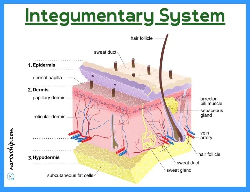 integumentary-system-labeled-integumentary-system-quizlet-accessory-structures-of-the-skin-integumentary-system-definition-integumentary-system-function-and-organs-human-integumentary-system-integumentary-system-parts-main-organs-in-the-integumentary-system-integumentary-system-definition-anatomy