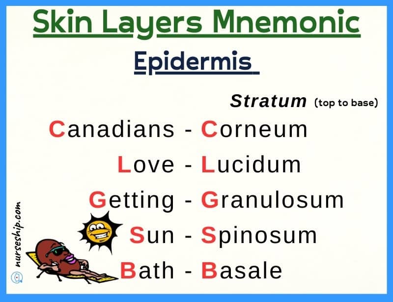skin-layers-mnemonic-skin-layers-mnemonic-california-dat-mnemonic-skin-layers-mnemonic-dermatology-skin-layers-mnemonic-skin-layers-mnemonic-cali-girls