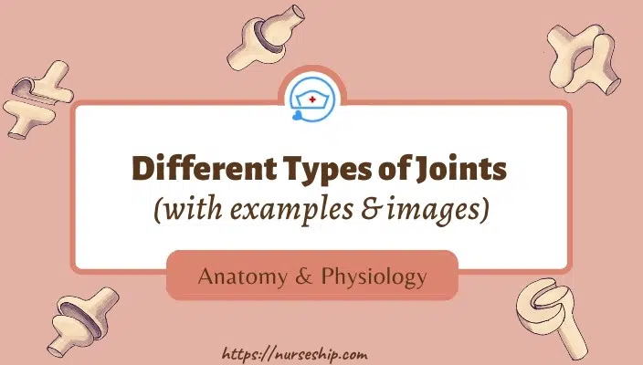 different-types-of-joints-in-the-human-body-and-examples-3-types-of-joints-6-types-of-joints-function-what-are-the-different-types-of-joints-types-of-joints-anatomy-all-types-of-joints-types-of joints-labeled-cartilaginous-joints-synovial-joint-fibrous-joints-how-many-types-of-joints-are-there-in-the-human-body- gliding-joints-hinge-joints-condyloid-joints-plane-joints-pivot-joints-ball-and-socket-joins-saddle-joint-types-of-joints-in-human-body-with-examples-diagram-image
