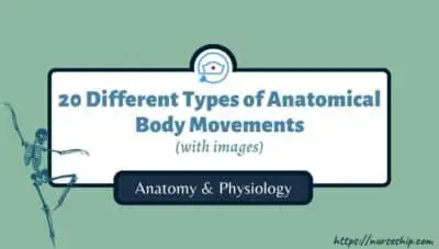 different-types-of-movement-anatomy-angular-movement-main-movements-of-muscles-12-14-6-7-5-types-of-joint-movement-in-human-with-pics-a&p-musculosckeletal-system-nursing-quizlet-definition-diagram-explain-motion-major-types-of-body-movement-definition-examples-flexion-extension-abduction-adduction-rotation-circumduction-supination-pronation-inversion-eversion-dorsiflexion-plantar-flexion-lateral-flexion-hyperextension-depression-elevation-protraction-retraction-opposition-reposition