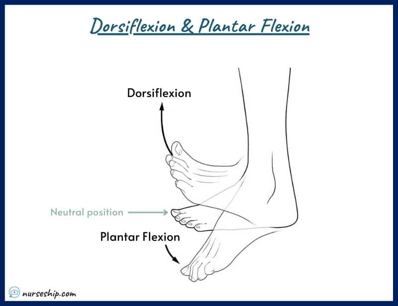 dorsiflexion-plantar-flexion-dorsiflexion-vs-plantar-flexion-of-foot-ankle-definition-anatomy- dorsi-plantar-flexion-dorsal-plantar-flexion-example-meaning-medical-image-with-pics-a&p-angular-movement-musculosckeletal-system-nursing-explain-motion-quizlet-joints-muscle-picture-what-is-medical-rotation-and-circumduction-joints-anatomical-what-is-