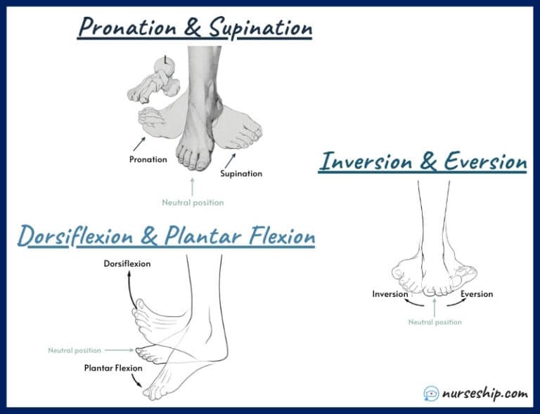 20 Different Types of Anatomical Body Movements |Examples ...