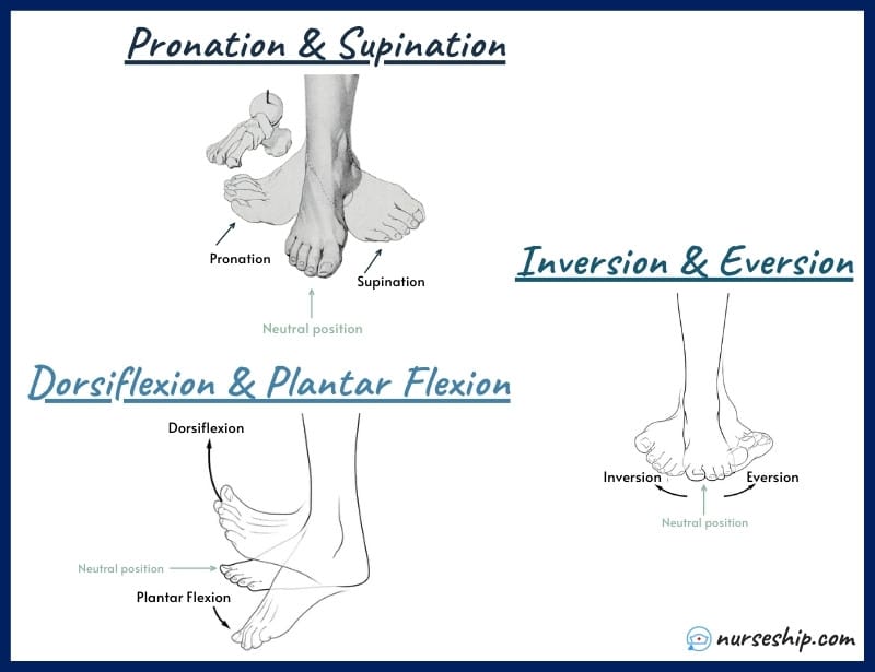 dorsiflexion-vs-plantar-flexion-inversion-vs-eversion-pronation-vs-supination-foot-ankle-definition-anatomy-muscles-diagram-calcaneal-heels-difference-example-meaning-medical-image-with-pics-a&p-angular-movement-musculosckeletal-system-nursing-explain-motion-quizlet-joints-muscle-picture-what-is-medical-rotation-and-circumduction-joints-anatomical-what-is