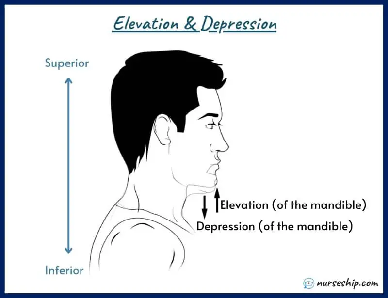 elevation-and-depression-elevation-vs-depression-anatomy-elevation-and-depression-movemen-definition-example-meaning-medical-image-with-pics-a&p-angular-movement-musculosckeletal-system-nursing-explain-motion-quizlet-joints-muscle-picture-what-is-medical-joints-anatomical-what-is-