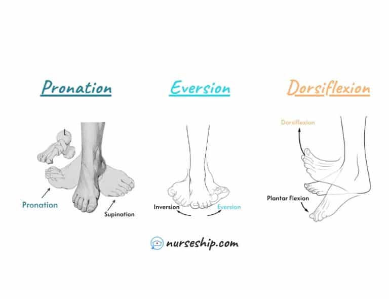 Inversion VS Eversion in Anatomy - NurseShip