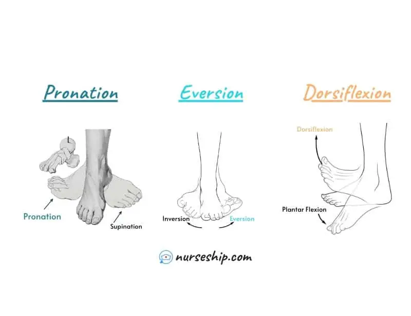 eversion-pronation-dorsiflexion-inversion-eversion-pronation-vs-supination-dorsiflexion-vs-plantar-flexion-foot-ankle-definition-anatomy-muscles-nerves-diagram-calcaneal-heels-difference-example-meaning-medical-image-with-pics-a&p-angular-movement-musculosckeletal-system-nursing-explain-motion-quizlet-joints-muscle-picture-what-is-medical-rotation-and-circumduction-joints-anatomical-what-is