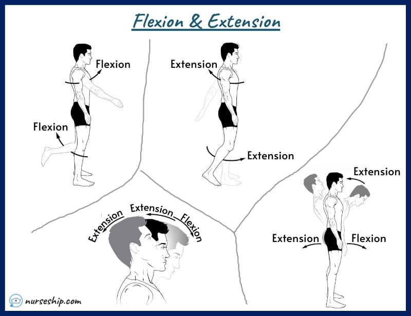 flexion-and-extension-flexion-vs-extension-back-shoulder-wrist-knee-leg-neck-foot-hip-elbow-head-cervical-spine-anatomy-what-is-flexion-leg-extension-with-pics-a&p-angular-movement-musculosckeletal-system-nursing-explain-motion-quizlet-definition-joints-muscle