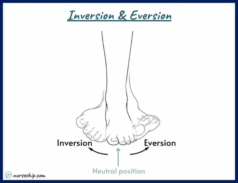 inversion-eversion-inversion-vs-eversion-inversion-of-foot-eversion-of-foot-ankle-eversion-definition-anatomy-muscles-diagram-calcaneal-inversion-of-ankle-what-is-foot-eversion-meaning-image-with-pics-a&p-angular-movement-musculosckeletal-system-nursing-explain-motion-quizlet-joints-muscle-picture-what-is-medical-rotation-and-circumduction-joints-anatomical