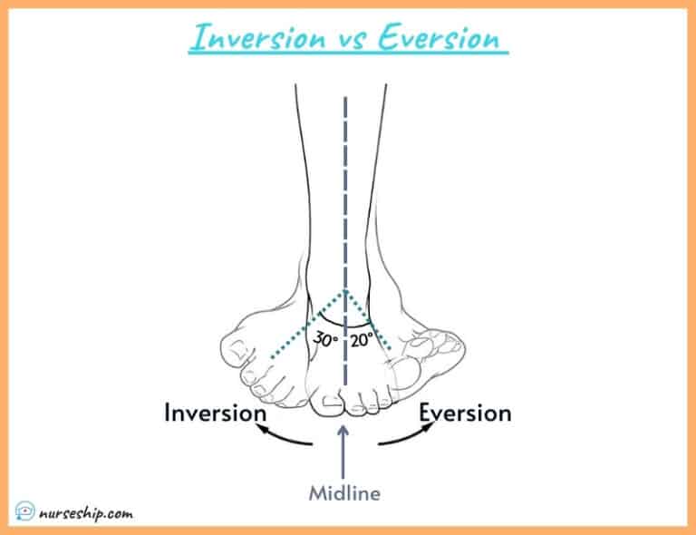 Inversion VS Eversion in Anatomy NurseShip