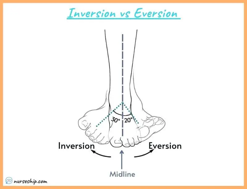 inversion-vs-eversion-inversion-of-foot-eversion-of-foot-ankle-inversion-of-foot-eversion-definition-anatomy-muscles-nerves-diagram-calcaneal-inversion-of-ankle-sprain-inury-normal-range-of-motion-subtalar-eversion-what-is-foot-eversion-meaning-image-with-pics-a&p-angular-movement-musculosckeletal-system-nursing-explain-motion-quizlet-joints-muscle-picture-what-is-medical-joints-anatomical