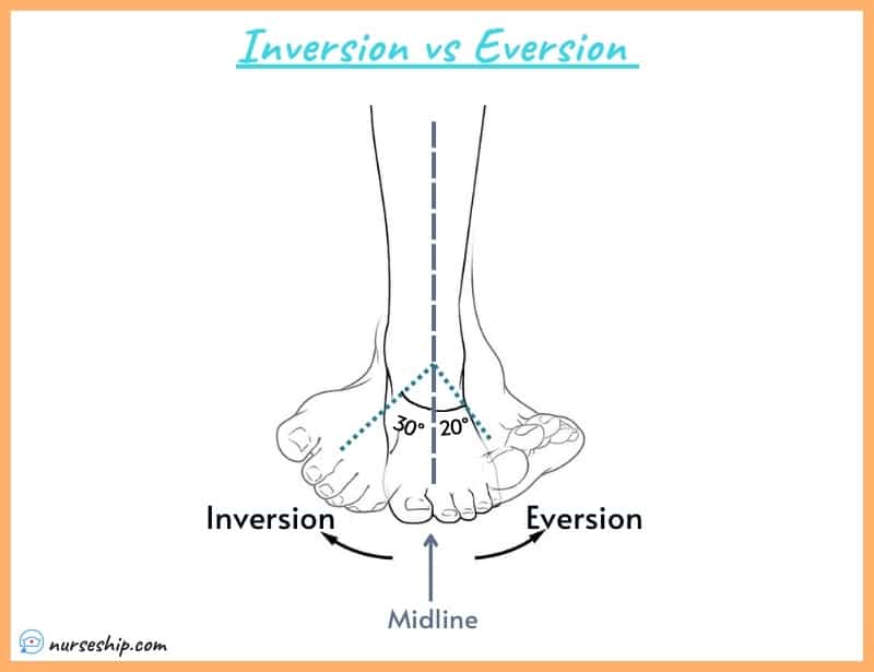 Inversion VS Eversion in Anatomy