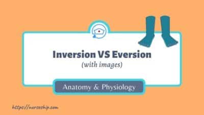 inversion-vs-eversion-inversion-of-foot-eversion-of-foot-ankle-knee-everted-foot-inversion-of-foot-eversion-definition-anatomy-muscles-nerves-diagram-calcaneal-inversion-of-ankle-sprain-inury-normal-range-of-motion-subtalar-eversion-what-is-foot-eversion-meaning-image-with-pics-a&p-angular-movement-musculosckeletal-system-nursing-explain-motion-quizlet-joints-muscle-picture-what-is-medical-joints-anatomical