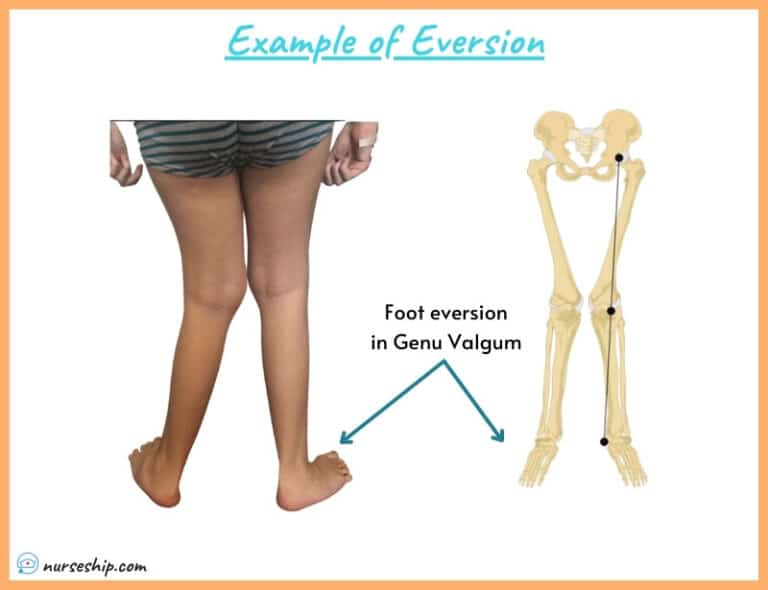 Inversion VS Eversion in Anatomy - Nurseship.com