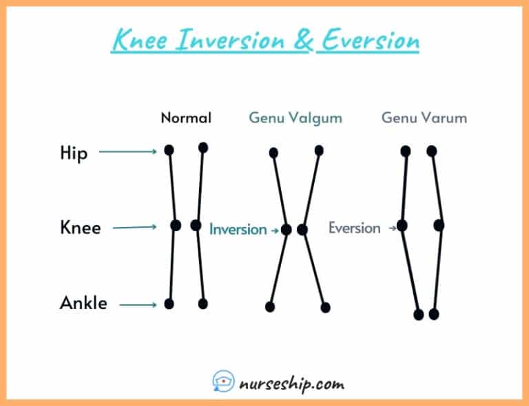 Inversion VS Eversion in Anatomy - NurseShip