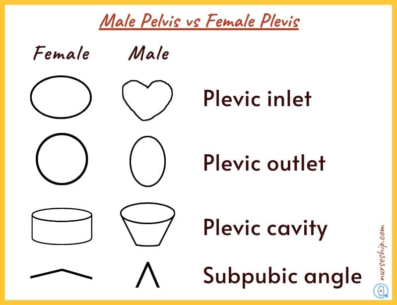 male-pelvis-vs-female-pelvis- pelvic-inlet-pelvic-outlet-pelvic-cavity-subpubic-angle-subpubic-angle-male-vs-female-pelvic-inlet-and-outlet¬-pelvic-inlet-vs-pelvic-outlet-shape-of-pelvic-inlet-pelvic-cavity-female-pelvic-cavity-diagram-pubic-arc-pelvic-inlet-vs-subpubic-angle