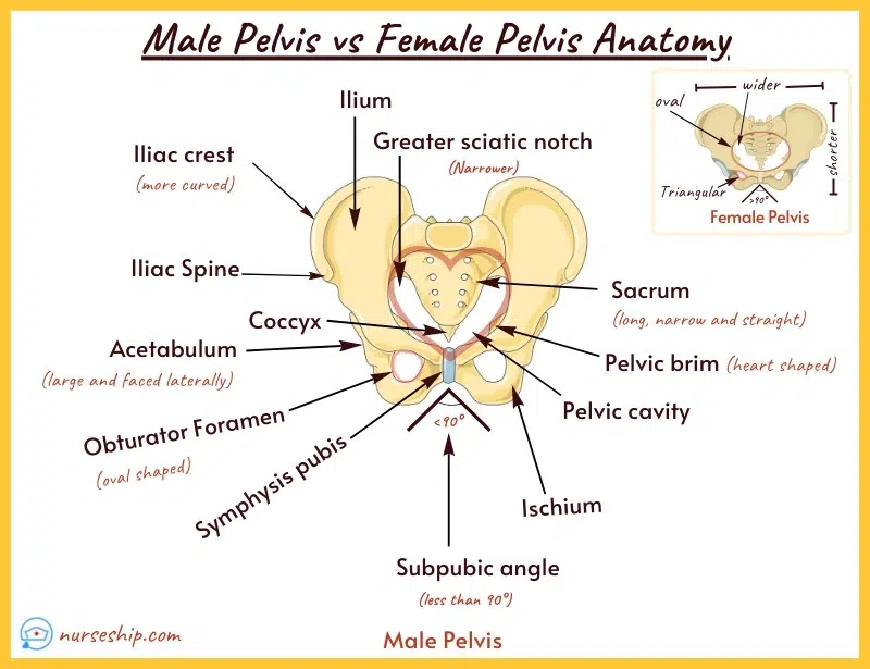 male-vs-female-pelvis-anatomy-male-pelvis-vs-female-pelvis-anatomy-coccyx-ischial-tuberosity-ilium-ileum-ischial-spines-acetabulum-subpubic-angle-ischia-shape-degrees-angle-obturator-foreman-symphasis-pubis-greater-sciatic-notch-iliac-crest-sacrum-pelvic-brim-pelvic-cavity-pelvic-brim