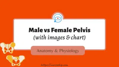 male-vs-female-pelvis-chart-anatomy-male-pelvis-vs-female-pelvis-table-coccyx-ischial-tuberosity-ilium-pelvic-inlet-pelvic-outlet-ischial-spines-acetabulum-subpubic-angle-ischia-pelvic-bones-shape-degrees-angle-obturator-foreman-symphasis-pubis-greater-sciatic-notch-iliac-crest-sacrum-pelvic-brim-pelvic-cavity-pelvic-brim
