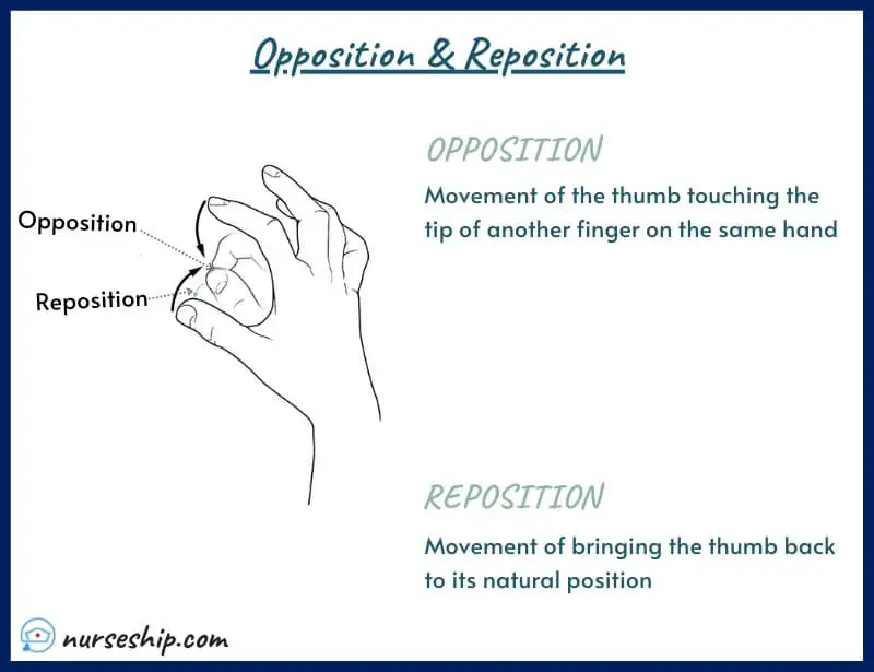 opposition-vs-reposition-opposition-and-reposition-of-thumb-anatomy-diagram- example-meaning-medical-image-with-pics-a&p-angular-movement-musculosckeletal-system-nursing-explain-motion-quizlet-joints-muscle-picture-what-is-medical-joints-anatomical-what-is-