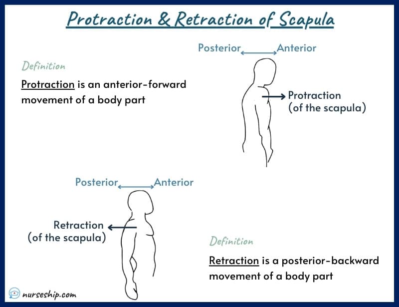 protraction-and-retraction-protraction-vs-retraction-scapular-protraction-scapular-retraction-definition-anatomy-scapula-protraction-vs-retraction-of-mandible-shoulder-protraction- example-meaning-medical-image-with-pics-a&p-angular-movement-musculosckeletal-system-nursing-explain-motion-quizlet-joints-muscle-picture-what-is-medical-joints-anatomical-what-is-