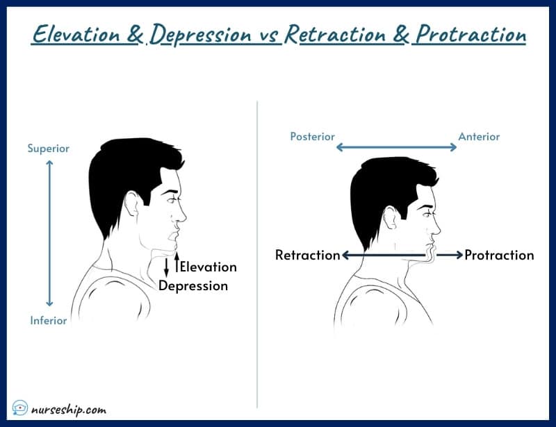 protraction-and-retraction-vs-elevation-and-depression-mandible-protraction-vs-retraction-scapular-protraction-scapular-retraction-definition-anatomy-scapula-protraction-vs-retraction-of-mandible-shoulder-protraction-example-meaning-medical-image-with-pics-a&p-angular-movement-musculosckeletal-system-nursing-explain-motion-quizlet-joints-muscle-picture-what-is-medical-joints-anatomical-what-is-