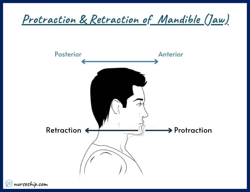 protraction-vs-retraction-scapular-protraction-scapular-retraction-definition-anatomy-scapula-protraction-vs-retraction-of-mandible-shoulder-protraction- example-meaning-medical-image-with-pics-a&p-angular-movement-musculosckeletal-system-nursing-explain-motion-quizlet-joints-muscle-picture-what-is-medical-joints-anatomical-what-is-