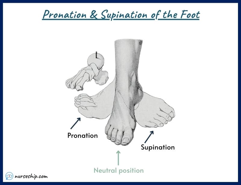 supination-pronation-pronation-vs-supination-foot-ankle-feet-heels-anterior-posterior-meaning-image-with-pics-a&p-angular-movement-musculosckeletal-system-nursing-explain-motion-quizlet-definition-joints-muscle-picture-what-is-medical-rotation-and-circumduction-joints-anatomy-anatomical