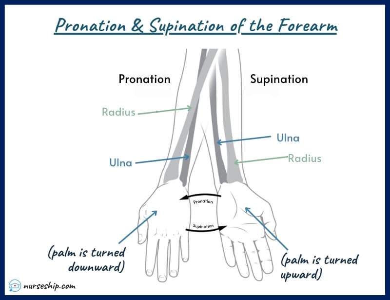 supination-pronation-pronation-vs-supination-hand-forearm-wrist-arm-definition-hands-anterior-posteriormnemonic-pronation-vs-supination-meaning-image-with-pics-a&p-angular-movement-musculosckeletal-system-nursing-explain-motion-quizlet-definition-joints-muscle-picture-what-is-medical-rotation-and-circumduction-joints-anatomy-anatomical