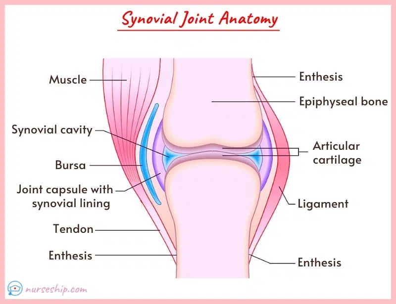 synovial-joint-examples-synovial-joint-labeled-what-is-synovial-joint-anatomy-synovial-joint-structure-synovial-joint-characteristics¬-diarthrotic-diarthroses-cavity-membrane-fluid-typical-synovial-joint-synovial-joint-example-synovial-joints-have-the-greatest-range-of-flexibility-and-motion-bursae-function