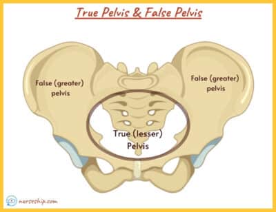 Male Pelvis Vs Female Pelvis Anatomy What Is The Difference Nurseship Com