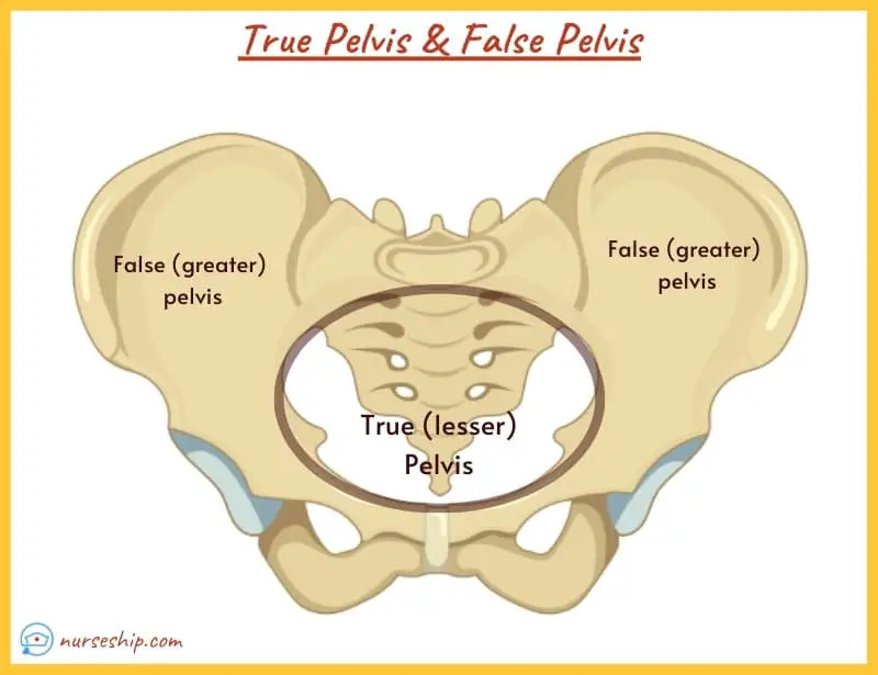 true-pelvis-vs-false-pelvis-false-pelvis-distinguish-between-true-and-false-pelvis-greater-pelvis-and-lesser-pelvis¬-explain-the-difference-between-the-greater-pelvis-and-the-lesser-pelvis-male-vs-female-pelvis-pelvic-antomy-pelvic-girdle-bones