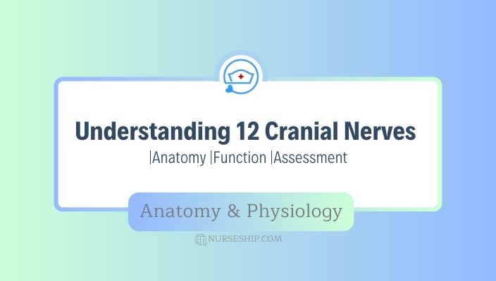12-cranial-nerves-anatomy-location-function-assessment-for-nurses
