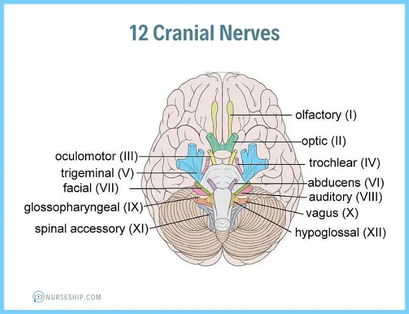 12-cranial-nerves-olfactory-optic-oculomotor-trochlear-trigeminal-abducens-facial-auditory-glossopharyngeal-vagus-spinal-accessory-hypoglossal